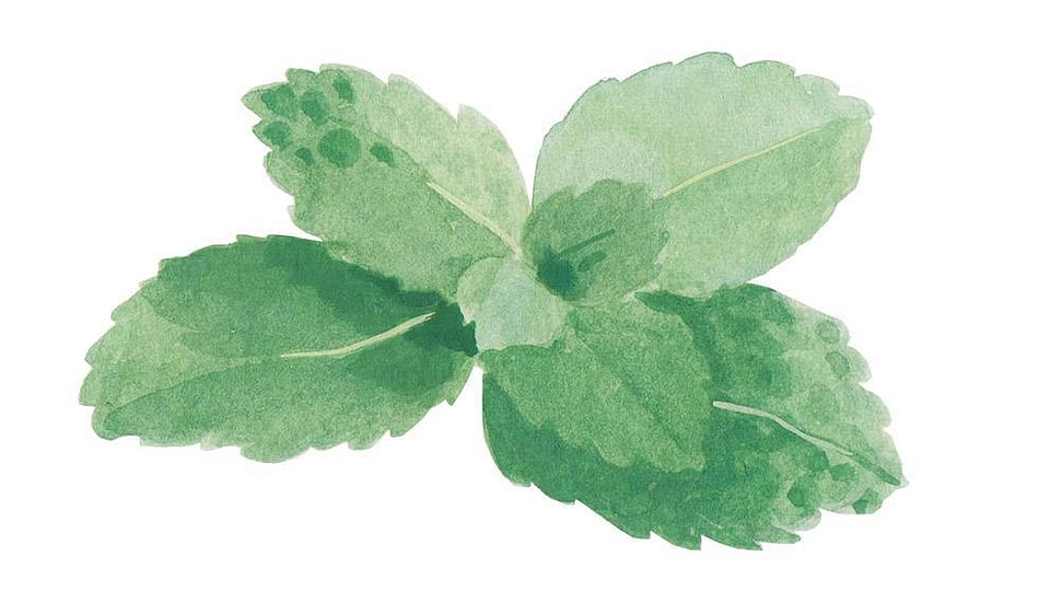 Mentha Viridis Leaf Oil
