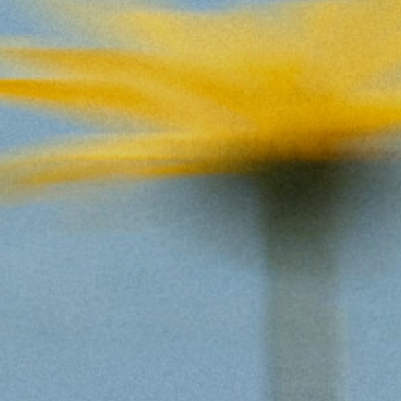 Arnica