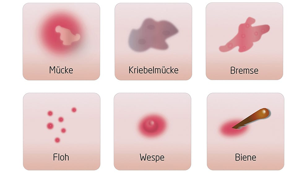 Stichillustrationen