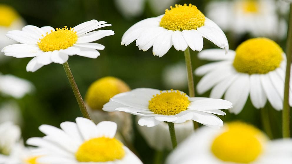 Kamilenblüten