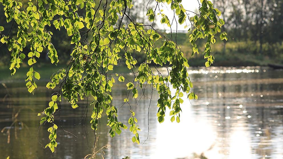 Baum am See