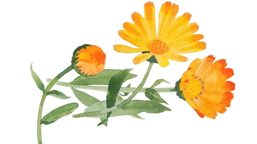 Illustration von Calendula