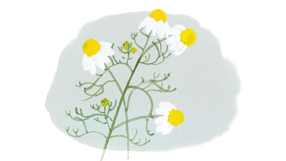 Illustration von Kamille