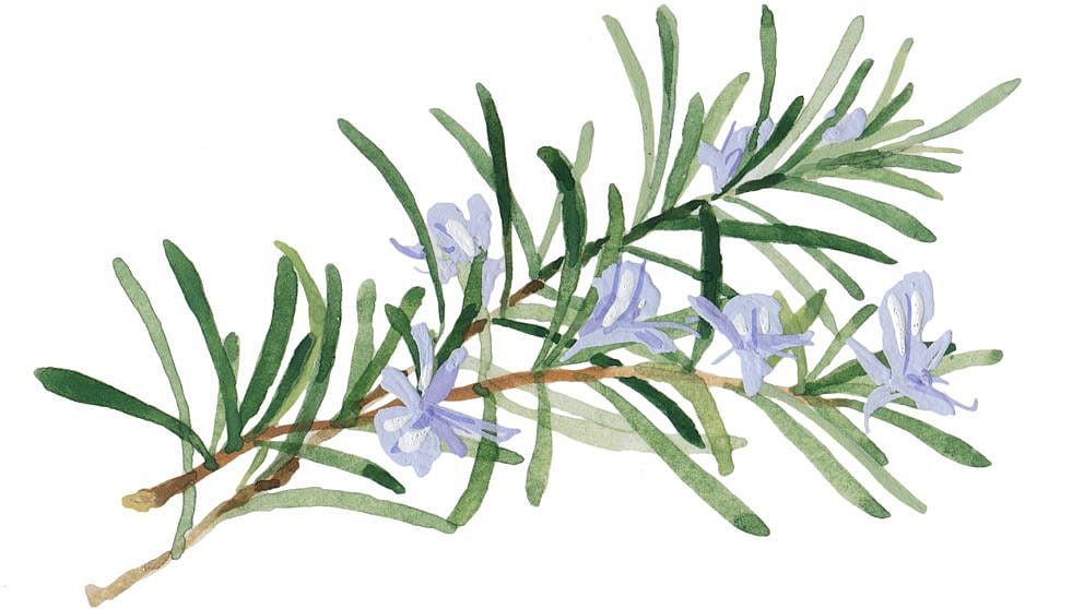 Illustration von Rosmarin