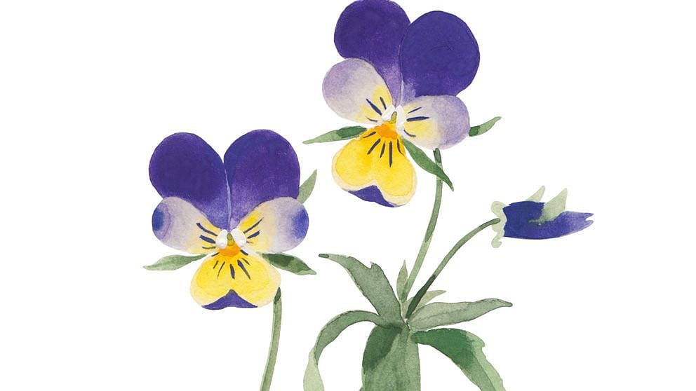 Illustration von Stiefmütterchen