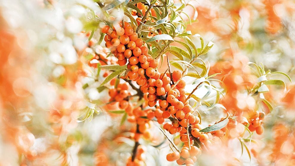 Sanddornbeeren am Strauch