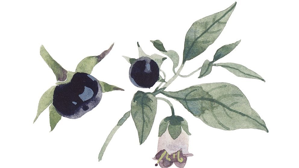 Illustration Tollkirsche