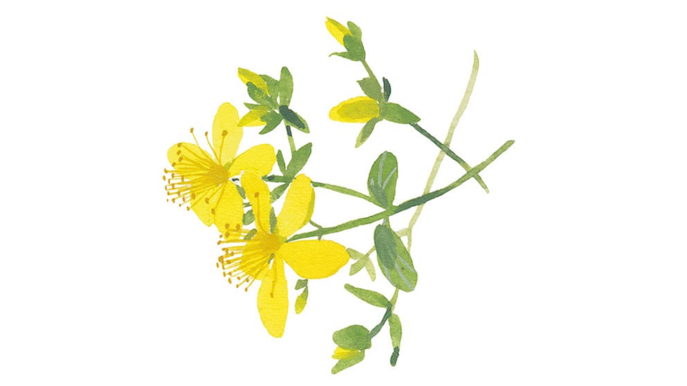 Blühendes Johanniskraut