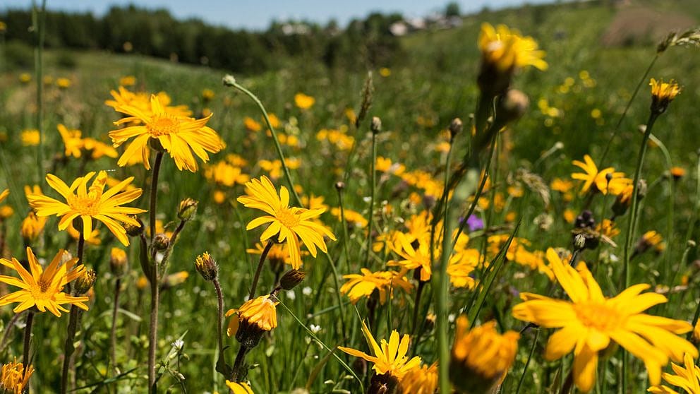 Wilde Arnica montana auf einer Bergwiese