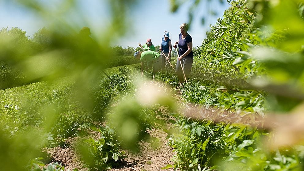 Gärtnerinnen arbeiten auf einem Feld