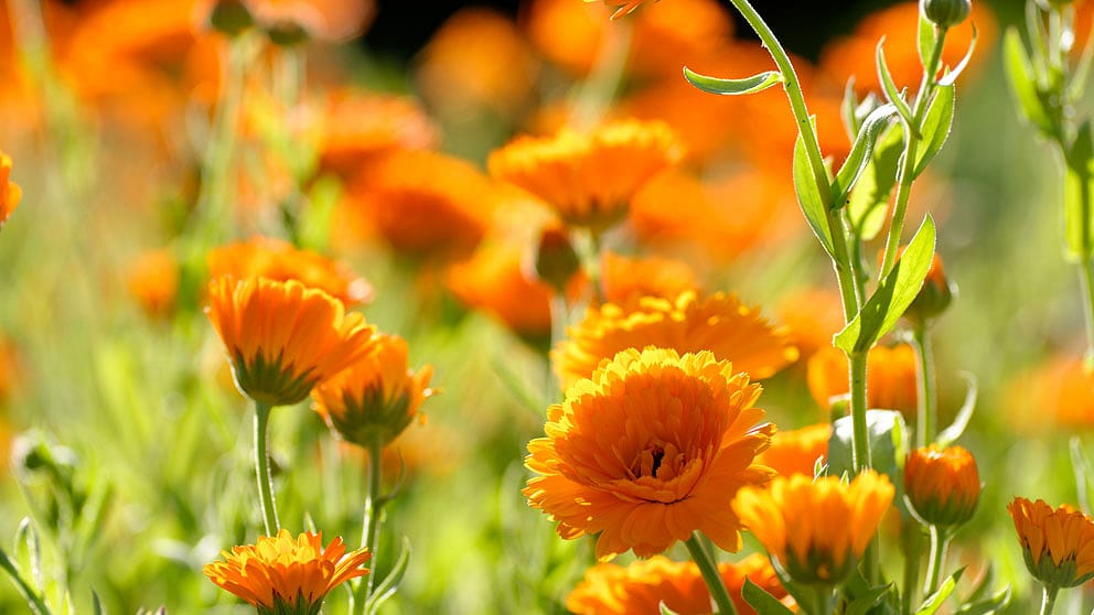 Calendula