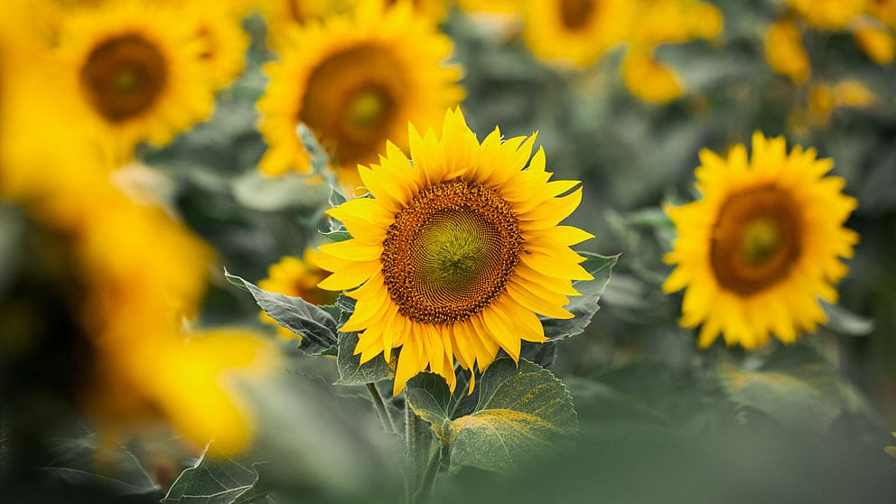 Sonnenblumen