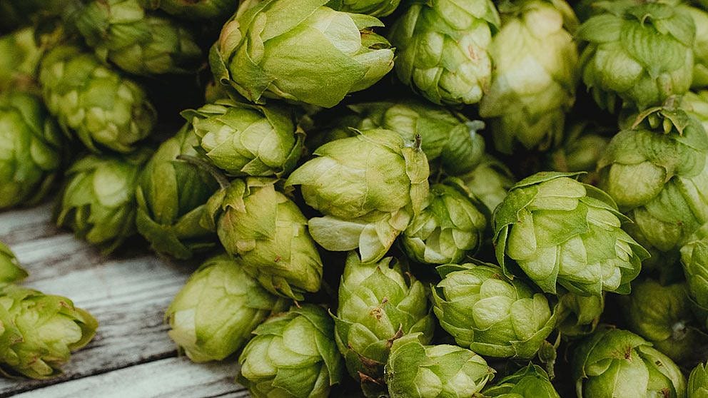 Hopfen