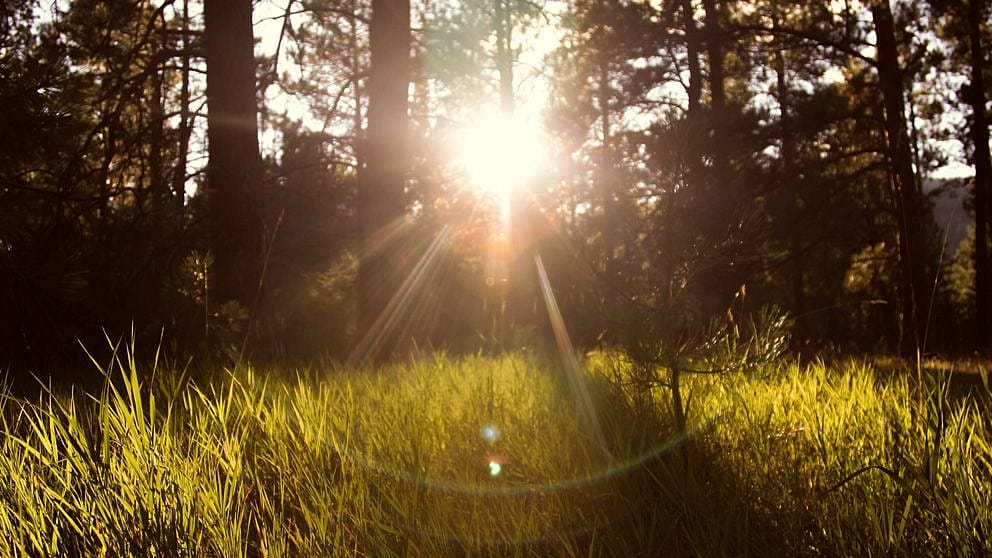 Wald