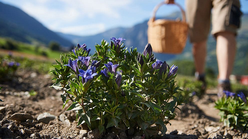 Blauer Enzian Ernte