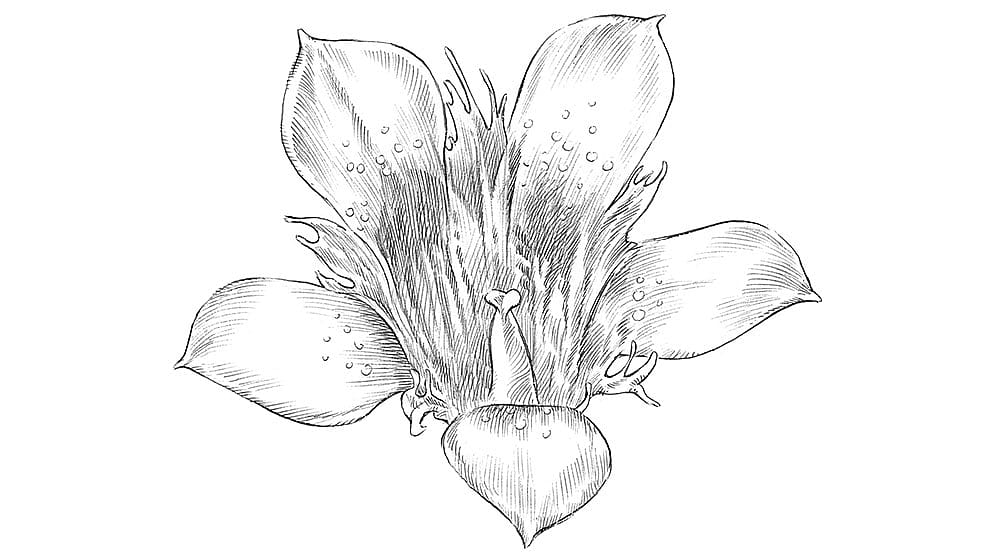 illustration Blauer Enzian Blüte