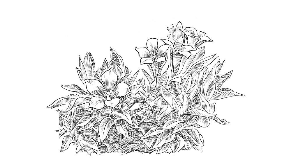 illustration Blauer Enzian Pflanze